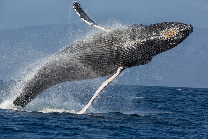 Afternoon Sail With the Whales From Maalaea Harbor - Tour Details