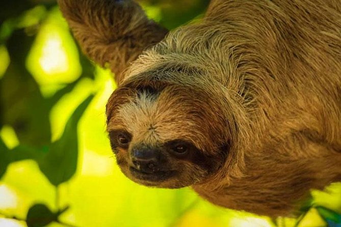AJs Sloth & Monkeys Family Excursion, City Tour & Private Transfer - Cancellation Policy Overview