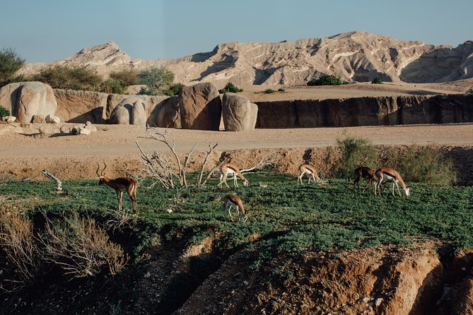 Al Ain Private Walking Tour With Guide - Meeting and Pickup