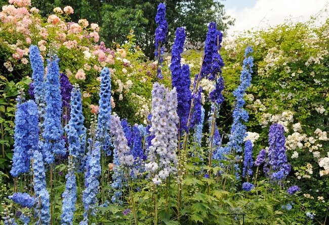 Alaska Botanical Garden & City View Tour - Meeting Point & Pickup Information