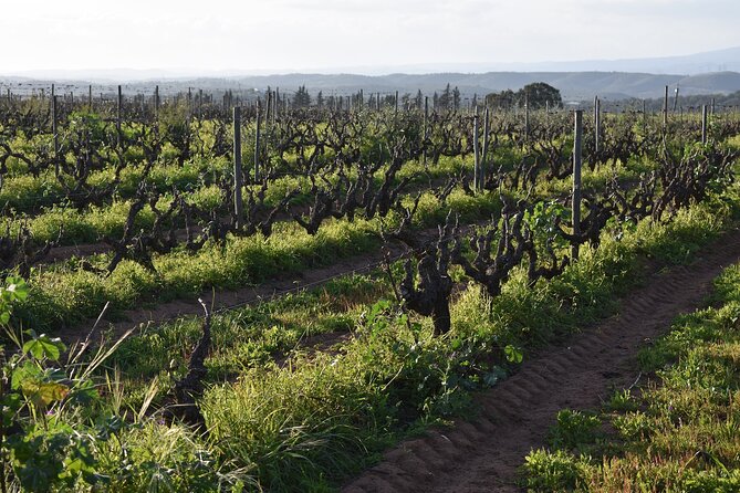 Algarve Wine Tour and Farmers Lunch at Wine Estate - Reviews and Ratings From Viator and Tripadvisor