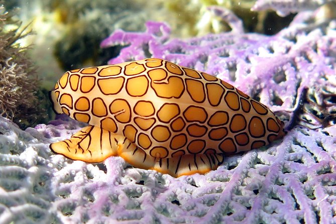 All-Day Guided Kayak and Snorkel Tour on St. Thomas  - St Thomas - Meeting and Pickup Information