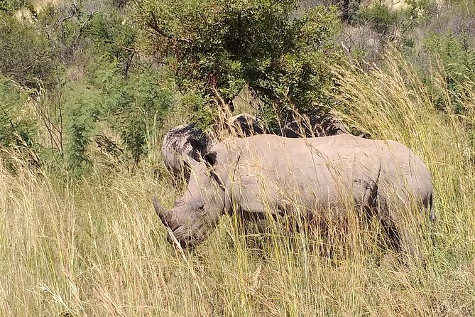 All-Day Pilanesberg National Park Safari in South Africa  - North West - Wildlife in Pilanesberg National Park