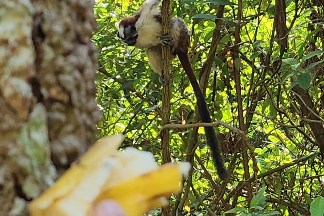Ancon Hill, Sunrise, Nature & Wildlife Encounter in Panama City - Wildlife Spotting Opportunities