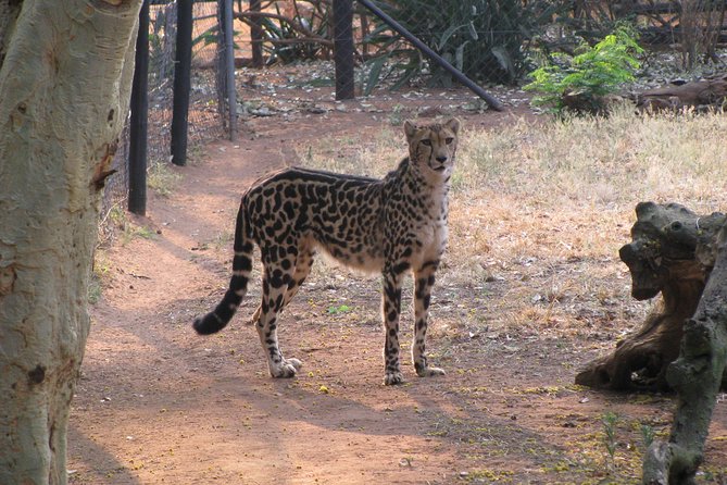 Ann Van Dyk Cheetah Centre Tour From Johannesburg or Pretoria - Tour Overview
