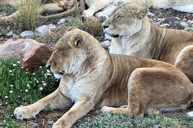 Aquila Game Reserve Safari With Park Fees, Transport & Lunch - Park Fees and Regulations