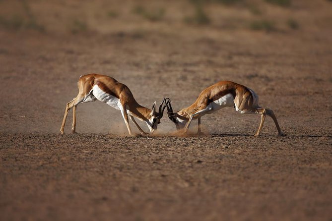 Aquila Game Reserve Wildlife Safari From Cape Town - Positive Experiences at Aquila Game Reserve