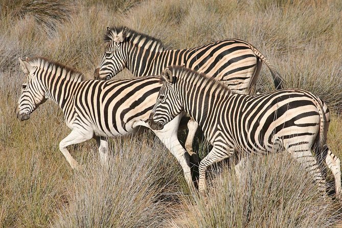 Aquila Safari Private Game Reserve Early Morning Game Drive - Additional Information for Participants