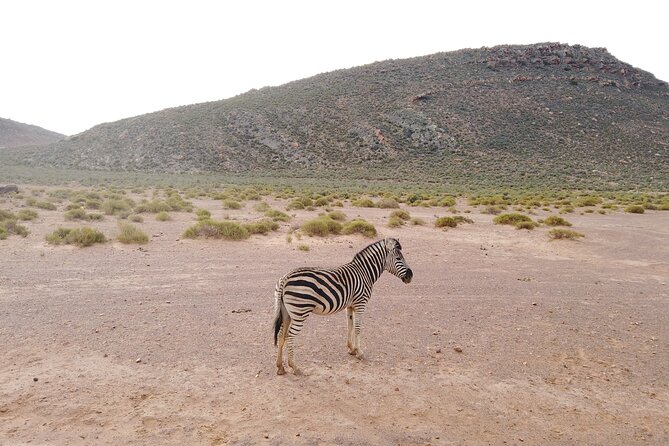Aquila Sunset Safari Tour From Cape Town - Additional Information