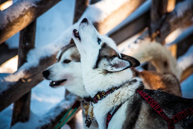 Arctic Animals Combo Safari, Reindeer and Husky Adventure - Excursion to Reindeer Farm