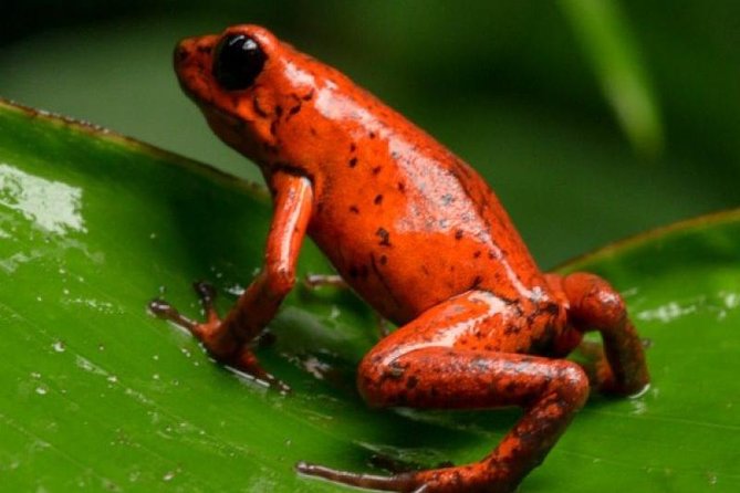 Arenal Oasis Night Walk From Arenal - Wildlife Exploration