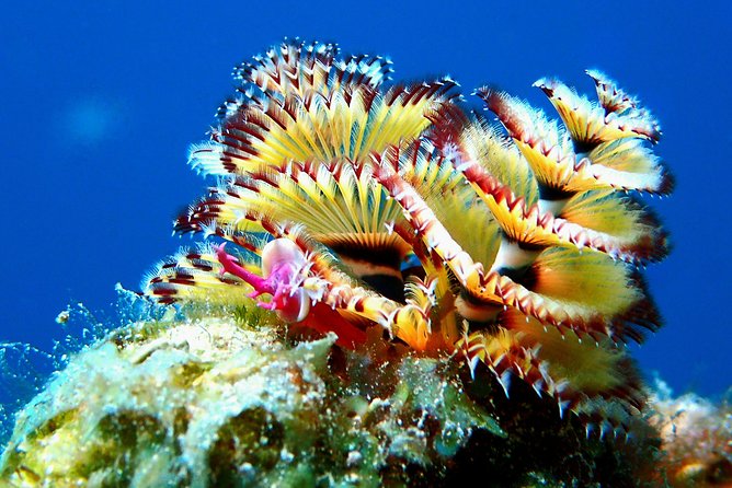 Aruba 1-Tank Guided UV Night Dive for Certified Divers With Own Equipment - Inclusions and Logistics