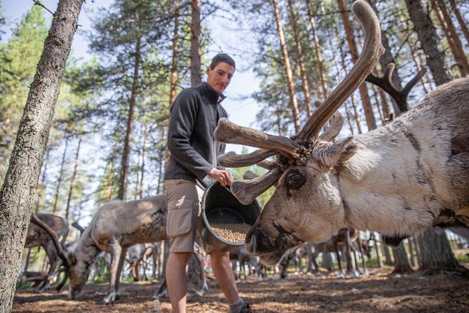 Authentic Reindeer Farm and Canoe Experience From Rovaniemi. - Meeting and Pickup