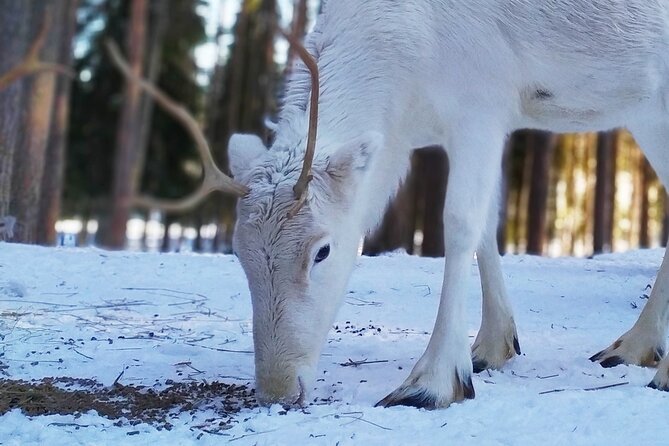 Authentic Reindeer Farm Experience in Rovaniemi - Pickup and Meeting Points
