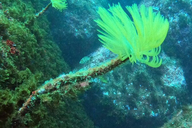 Azores Shipwreck Scuba Expedition With Hotel Pickup  - Terceira - End and Pickup Details