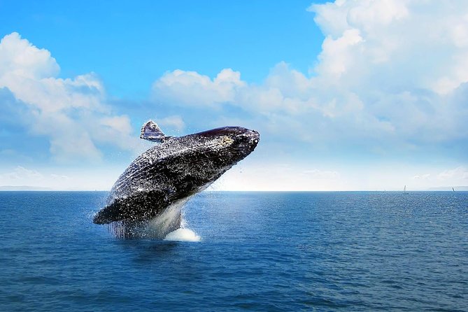 Bacardi Whales Whatching Experience-Day Trip - Itinerary Overview