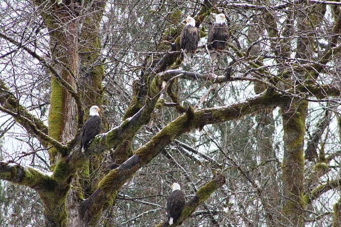Bald Eagles Nesting Area Tour at Skagit River - Itinerary Details
