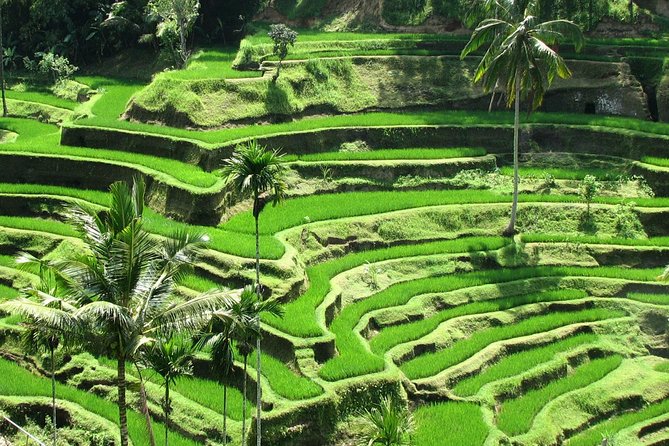 Bali Private Full-Day Ubud Sightseeing Tour  - Jimbaran - Private Guide Included