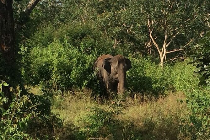 Bandipur Wildlife and Mysore Experience in 2 Days From Bangalore - Wildlife Safari Experience