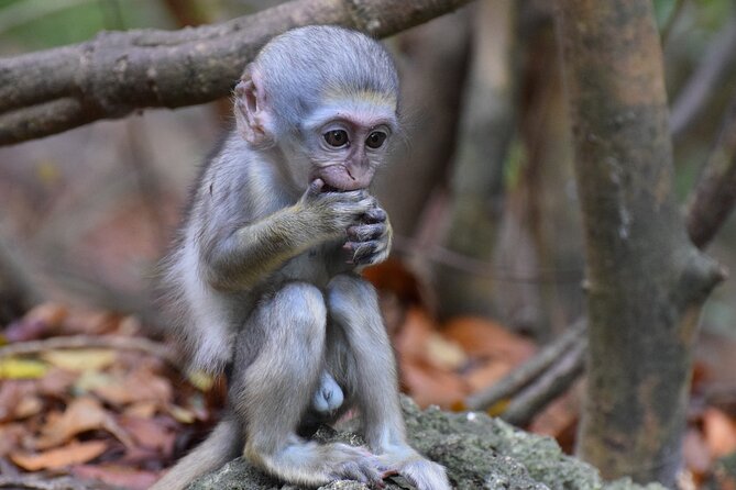 Barbados Shore Excursion: Wildlife Encounter and Beach Day - Barbados Wildlife Reserve