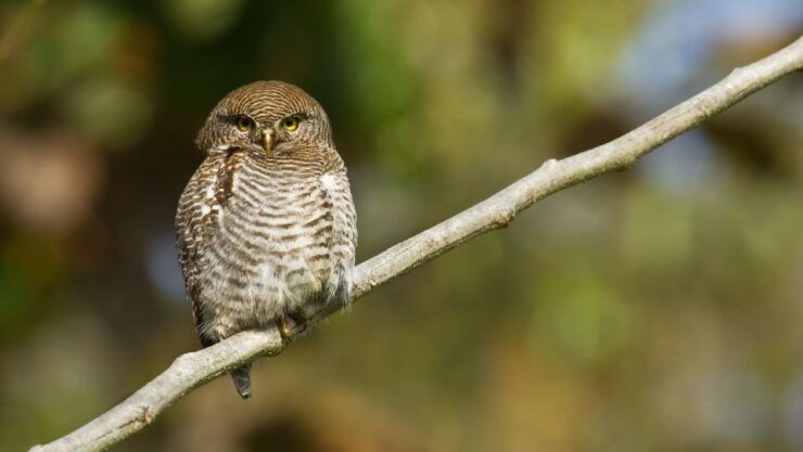 BARDIA NATIONAL PARK SAFARI। BENGAL TIGER।SINCE 1988।7DAYS - Safari Duration and Booking Details