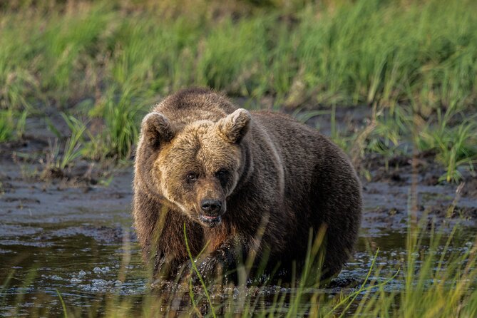 Bear and Arctic Animals 2 Day Trip From Rovaniemi - Wildlife Encounters