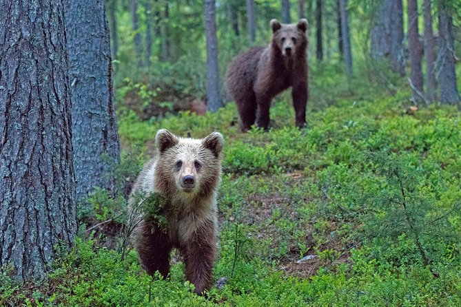 Bear and Cubs Photography - Best Time to Photograph Cubs