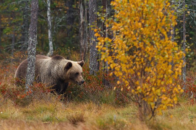 Bear Photography on Autumn - Best Time for Bear Cub Sightings