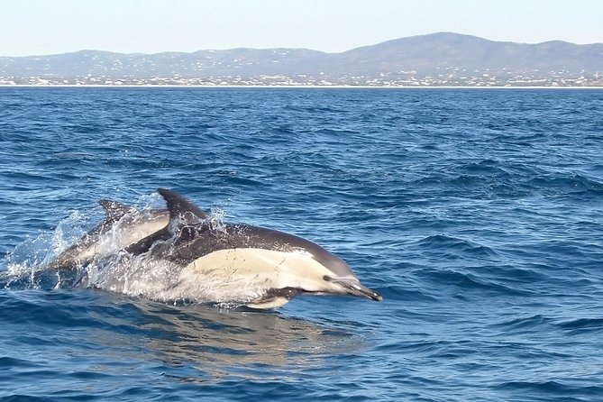 Become a Dolphin Protector! Lisbon Eco-Dolphin Watching - Important Information