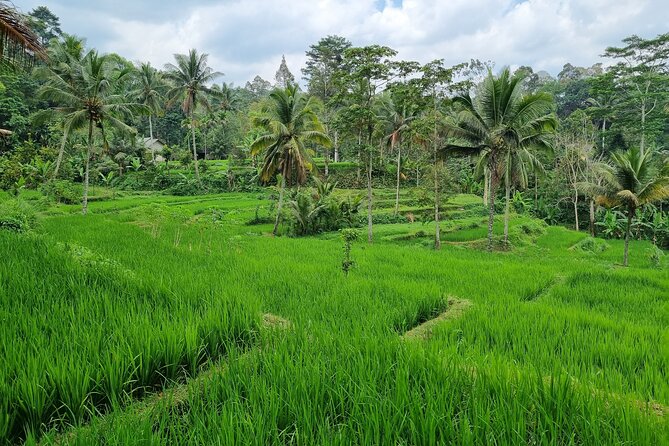 Best Lombok Rice Terrace Walking Tour With Waterfall & Monkey - Tour Itinerary