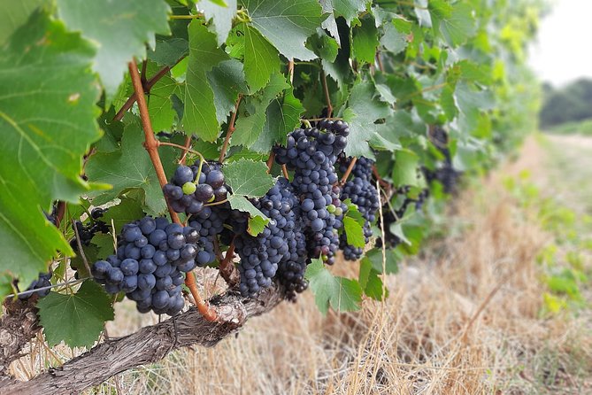 Best of the Winelands Private Tour - Wine Tasting Experiences
