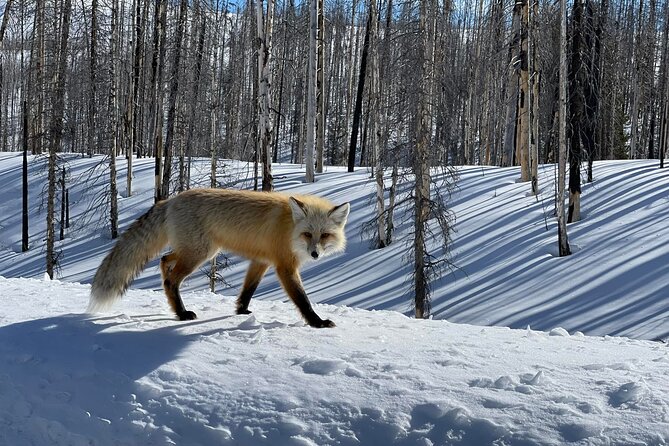 Beyond Yellowstone (Winter) - West Yellowstone Area Private Excursion - Contact and Product Details