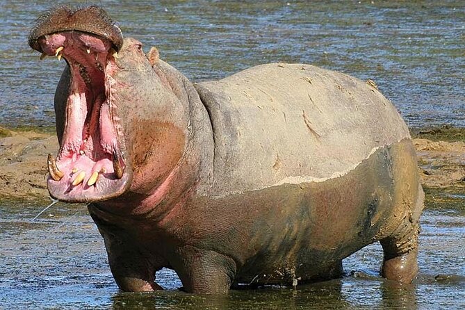 Big 5 Aquila Safari Full Day Tour With Nederburg Wine Tasting - Cancellation Policy