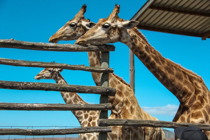Big 5 Safari Aquila Full Day Private Return From Cape Town - Cancellation Policy