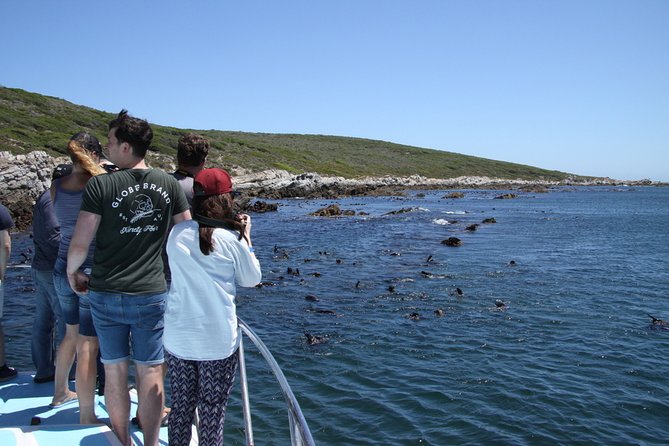 Big 5 Sea Safari in Walker Bay From Gansbaai - Tour Overview