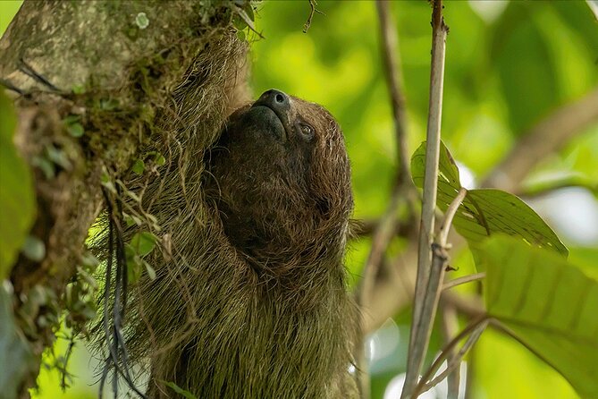 Bijagua De Upala 1-Hour Sloth-Spotting Rainforest Walking Tour  - La Fortuna - Sloth-Spotting Opportunity
