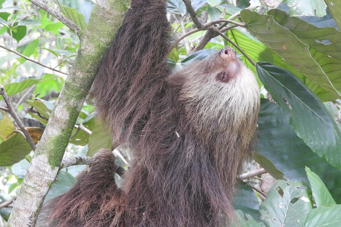 Bijagua Upala Sloths in the Morning Tour  - La Fortuna - Wildlife Encounter