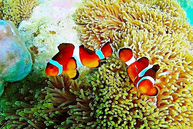 Bintan Private Guided Trikora Beach Snorkeling Trip  - Lagoi - Traveler Photos and Reviews