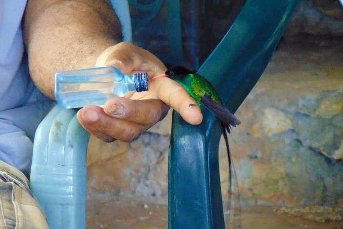Bird Feeding Sanctuary, Montego Bay Highlights and Columbus Park Day Adventure - Feeding Experience Details