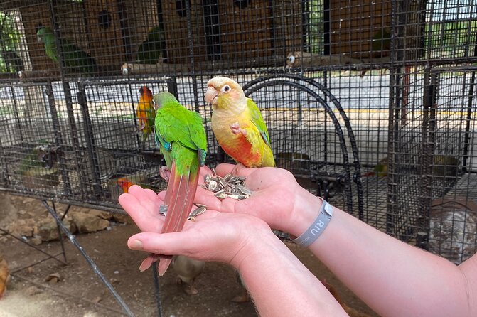 Bird Sanctuary and Montego Bay City Tour - Bird Watching Experience