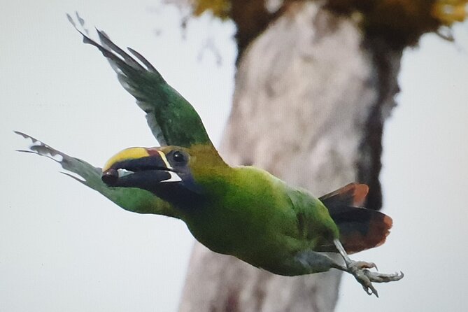 Bird Watching Tour in Monteverde - Expert Guided Bird Spotting