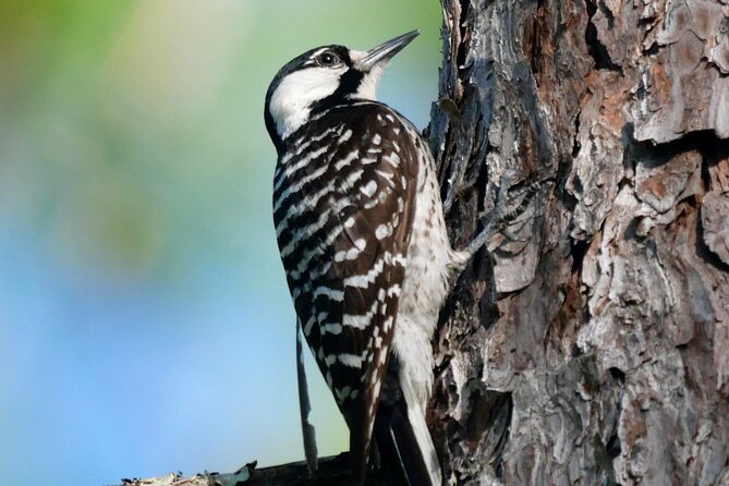 Birding and Wildlife Tour of Floridas Treasure Coast - Itinerary Details