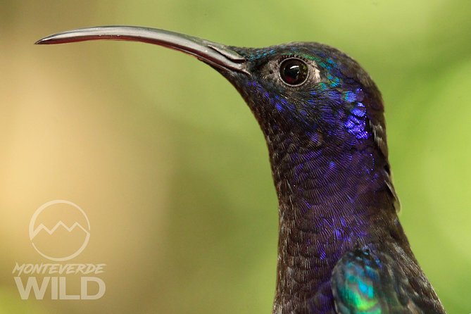 Birdwatching Tour at the Cloud Forest -Monteverde Wild- - Tour Inclusions and Upgrade Option