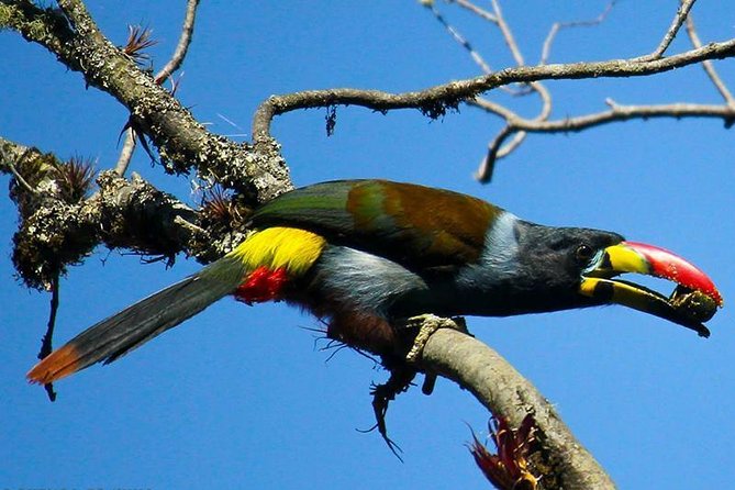 Birdwatching Tour in Cajas National Park From Cuenca - Highlights of the Tour