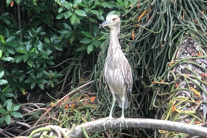 Black River Safari and YS Falls - Reviews and Additional Information