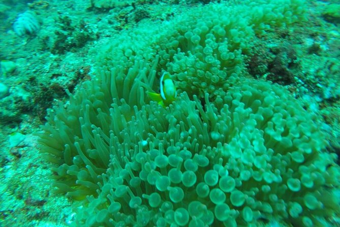 Blue Lagoon Snorkeling And Sea Side Lunch All Inclusive Ticket - Tour Overview