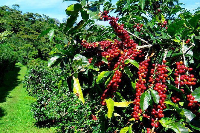 Blue Mountain Coffee Tour From Ocho Rios - Pricing and Duration