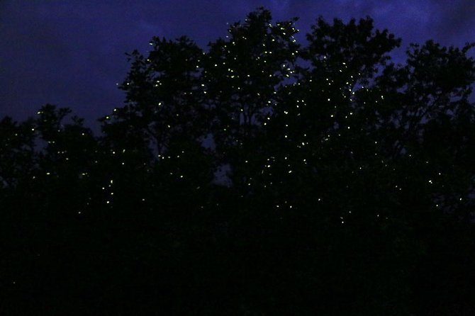 Bohol Firefly Watching (Private) - Additional Information