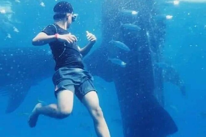 Bohol Whale Shark Encounter - Pricing Details