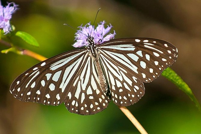 Bondla Wildlife Sanctuary With Lunch in Spice Plantation in Goa - Itinerary Overview